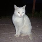 038_van-katze_in_der_ferienanlage